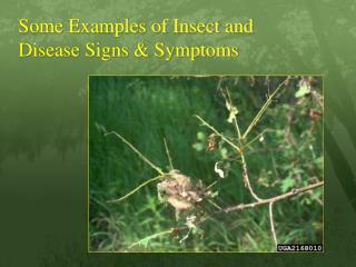 Some Examples of Insect and Disease Signs &amp; Symptoms
