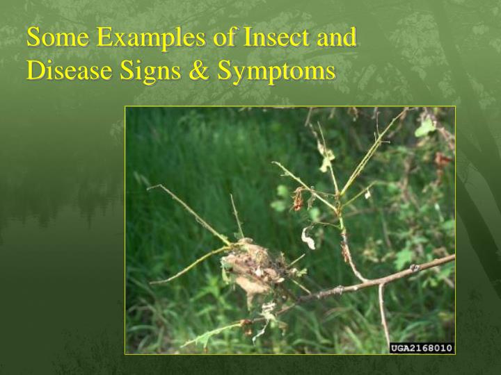 some examples of insect and disease signs symptoms