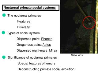 Nocturnal primate social systems