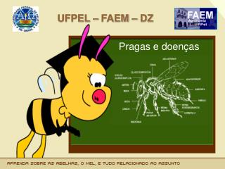 ufpel faem dz