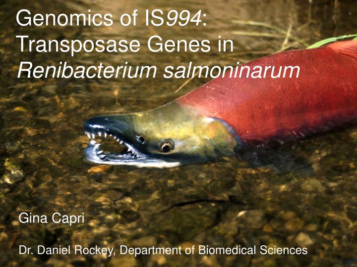 genomics of is 994 transposase genes in renibacterium salmoninarum