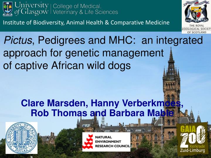 pictus pedigrees and mhc an integrated approach for genetic management of captive african wild dogs