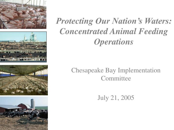 protecting our nation s waters concentrated animal feeding operations
