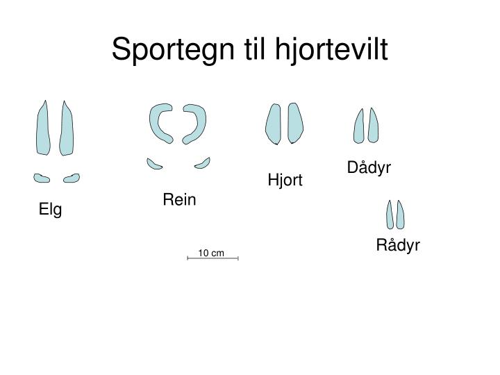 sportegn til hjortevilt