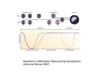 Alterations in Methylation Status during Development (Jirtle and Skinner 2007)