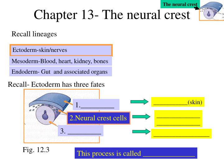 chapter 13 the neural crest