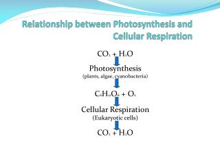 Relationship between Photosynthesis and Cellular Respiration