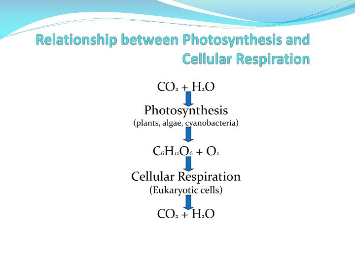 relationship between photosynthesis and cellular respiration