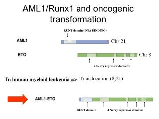 AML1/Runx1 and oncogenic transformation