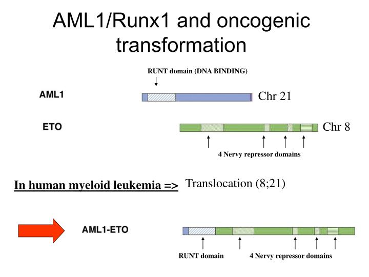 aml1 runx1 and oncogenic transformation