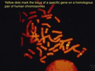 Yellow dots mark the locus of a specific gene on a homologous pair of human chromosomes