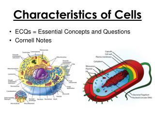Characteristics of Cells