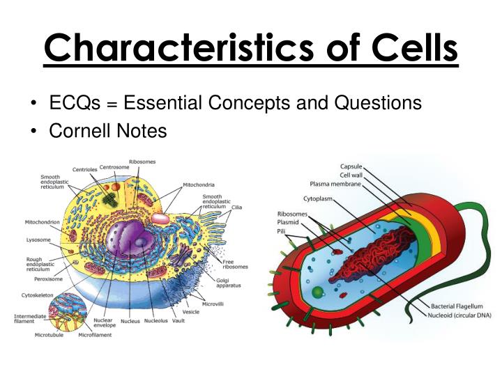 characteristics of cells