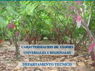 CARACTERIZACION DE CLONES UNIVERSALES Y REGIONALES