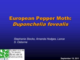 European Pepper Moth: Duponchelia fovealis