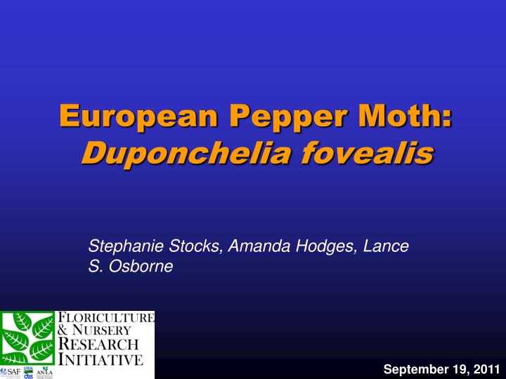 european pepper moth duponchelia fovealis