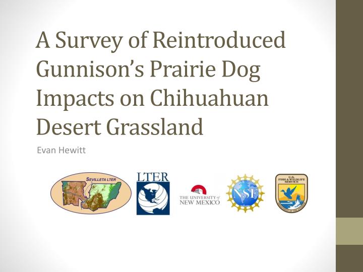 a survey of reintroduced gunnison s prairie d og i mpacts on chihuahuan desert grassland