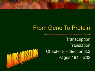 From Gene To Protein