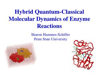 Hybrid Quantum-Classical Molecular Dynamics of Enzyme Reactions