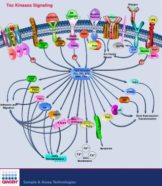 Tec Kinases Signaling