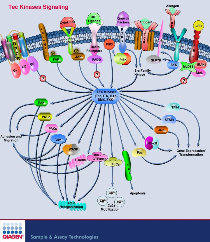 tec kinases signaling