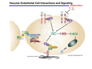 Vascular Endothelial Cell Interactions and Signaling