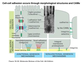 Cell-cell adhesion occurs through morphological structures and CAMs