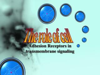 Adhesion Receptors in transmembrane signaling