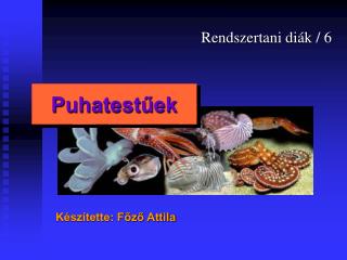 puhatest ek