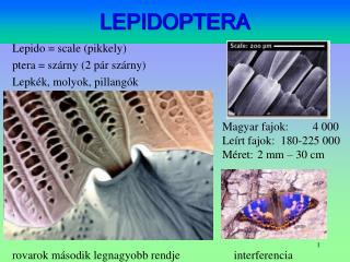 lepidoptera