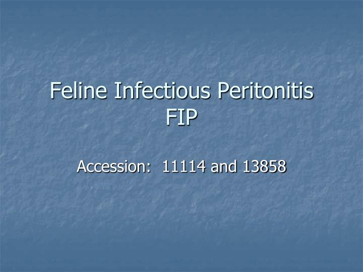 feline infectious peritonitis fip