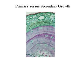 Primary versus Secondary Growth