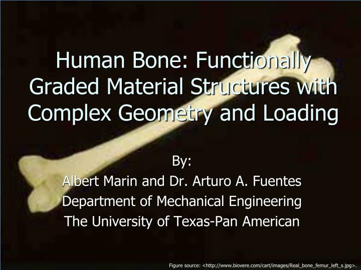 human bone functionally graded material structures with complex geometry and loading