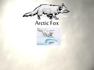 Arctic Fox