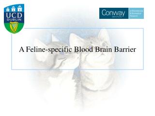 A Feline-specific Blood Brain Barrier