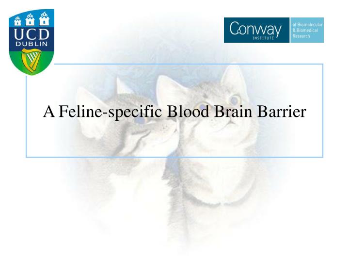 a feline specific blood brain barrier