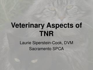 Veterinary Aspects of TNR