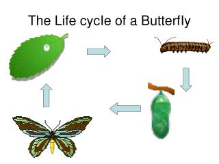 the life cycie of a butterfiy