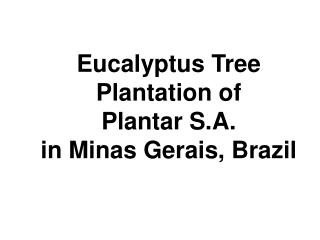 Eucalyptus Tree Plantation of Plantar S.A. in Minas Gerais, Brazil