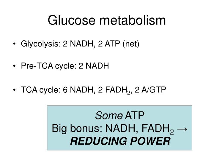 glucose metabolism