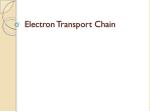 Electron Transport Chain - slide 1