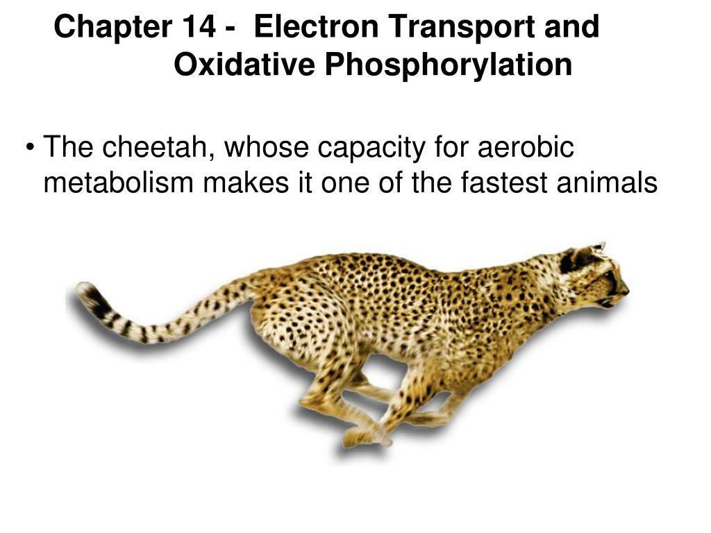 PPT - Chapter 14 - Electron Transport and Oxidative Phosphorylation ...