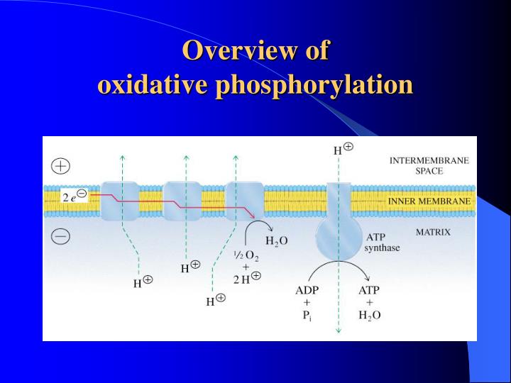 overview of oxidative phosphorylation