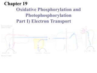 Chapter 19 	Oxidative Phosphorylation and 	Photophosphorylation Part I) Electron Transport