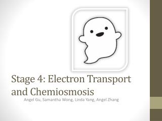 Stage 4: Electron Transport and Chemiosmosis