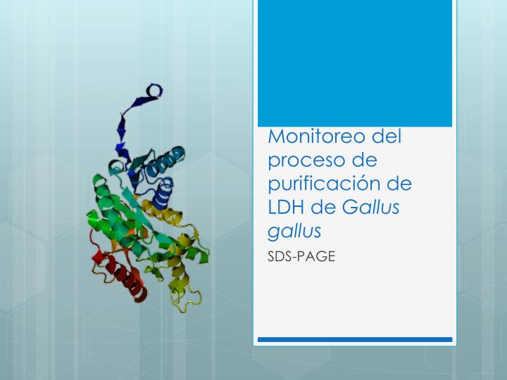 monitoreo del proceso de purificaci n de ldh de gallus gallus