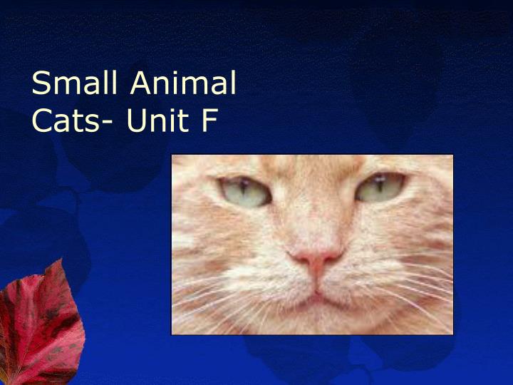 small animal cats unit f