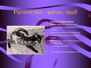 Parvoviridae – parvus, small