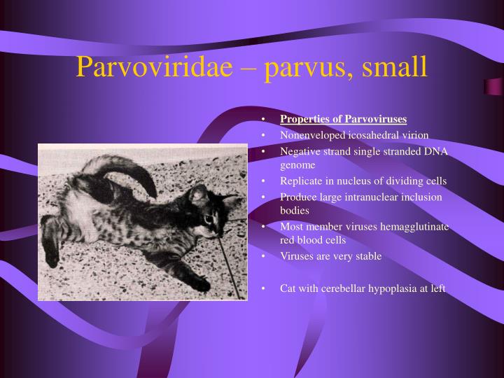 parvoviridae parvus small