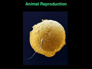 Animal Reproduction